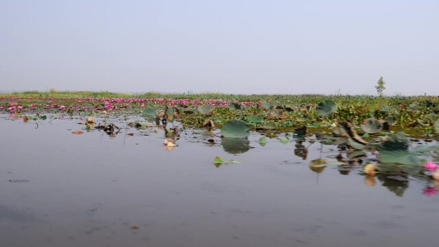 Udon Thani,Thailand-January 22, 2020: Red Lotus Lake or Talay Bua Daeng in Udon Thani, Thailand
