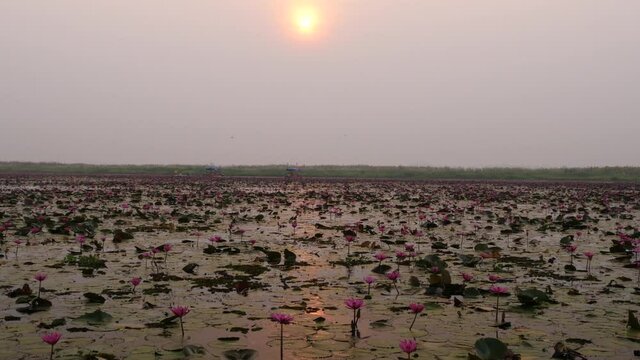 Udon Thani,Thailand-January 24, 2020: Sunrise at Red Lotus Lake or Talay Bua Daeng in Udon Thani, Thailand
