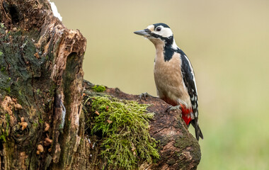 Great Spotted Woodpecker (Dendrocopos major)