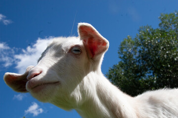 Fototapeta na wymiar Myotonic white goat with blue eyes soft head shot