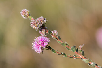 Pink Kunzea plant in flower
