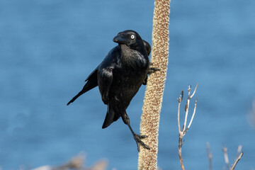 Australian Raven perched on a Oval Grass Tree Spike