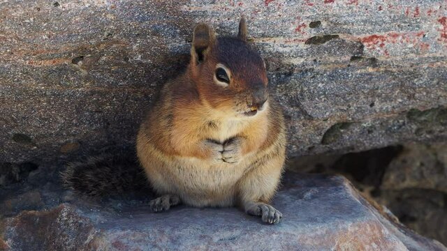 Chipmunk on the trail in Mount Rainier National Park 