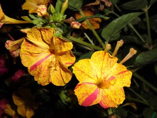 Obraz premium Beautiful yellow and pink flower of Mirabilis Jalapa plant italian-Bella di notte) growing and blooming in the garden at night, close-up