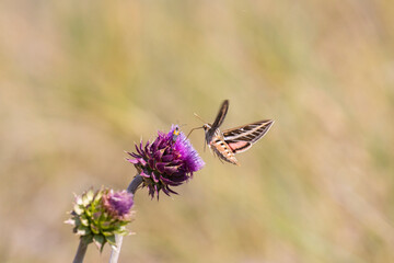 Hummingbird Moth