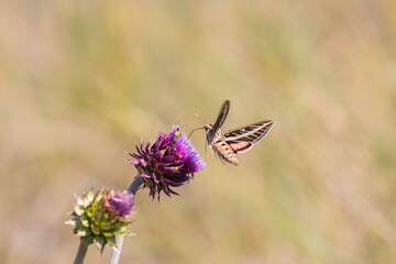 Fototapeta na wymiar Hummingbird Moth