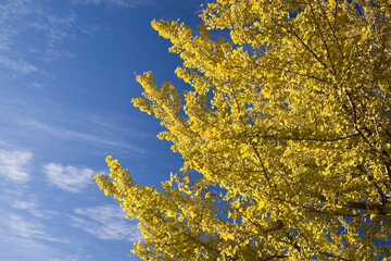 黄色く色づき始めたいちょうの葉と秋の青空