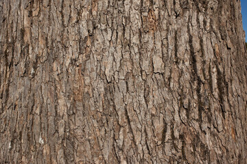クスノキの樹皮