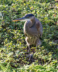 Blue Heron Stock Photos. Blue Heron close-up profile view  sitting and resting with foreground and background foliage  in its environment and surrounding.