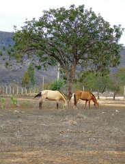 equidae 11