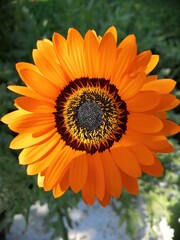 sunflower in garden