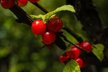 Landscape summer harvest, forest berries ripe, blur background