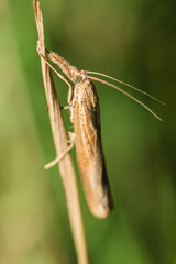 The satin grass veneer