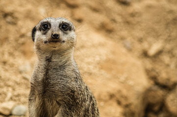 Meerkat in its habitat