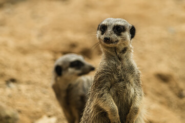 Meerkat in its habitat