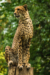 Cheetah on a log