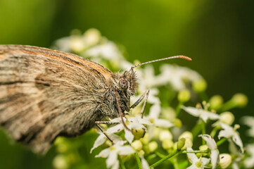 The small heath butterfly