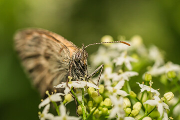 The small heath butterfly