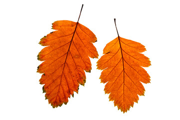 Two colorful autumn leaves close up on white isolated background