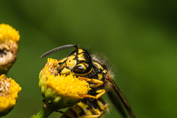 Wasp on a flower