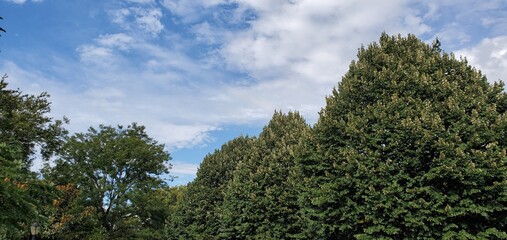 trees and sky
