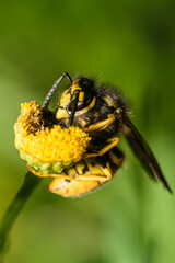 Wasp on a flower