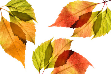 Autumn bright colorful grape leaves close up on white isolated background