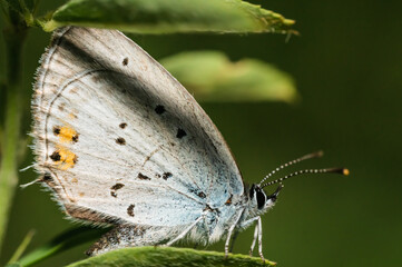 The holly blue