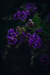 lilac flowers on black background
