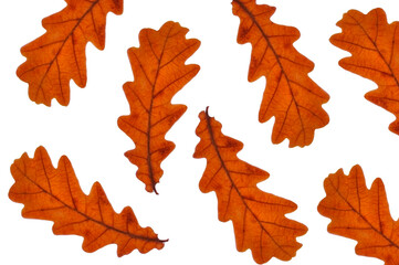 Naklejka na ściany i meble Autumn bright colorful oak leaves close up on white isolated background