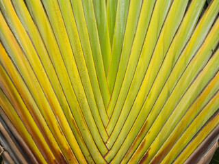 Palm leaves texture - Singapore