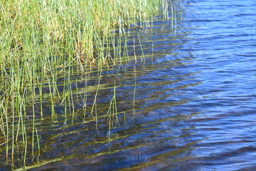 Fototapeta na wymiar Reeds among calm waters.