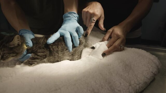 cat getting gause put on leg at vet