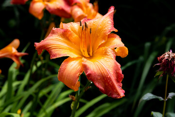Orange tropical lily flower  