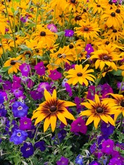 Fototapeta na wymiar Sunflowers in the garden