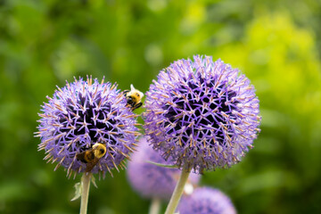 Bees pollinating allium flowers (blue purple thistle flower)