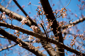 Cherry blossom in bloom Japnanese park