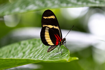 Heliconius hewitsoni butterfly
black red yellow butterfly on green leaf 