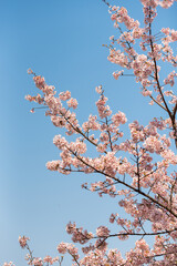 Cherry blossom in bloom Japnanese park