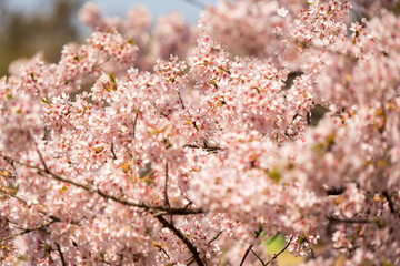 Cherry blossom in bloom Japnanese park