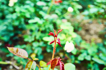 flowers in the garden