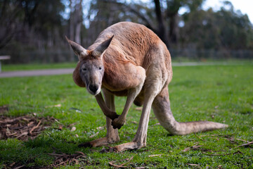 Kangaroo in South Australia