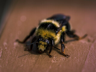 macro of a bee
