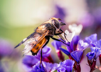 Fly on flower