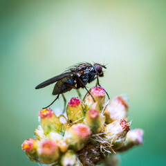 fly on a flower