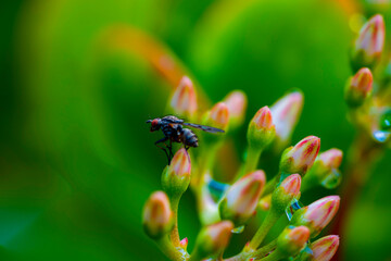 fly on flower