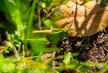 green grasshopper on a leaf