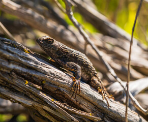 Western Fence Lizard