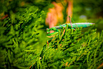green grasshopper on a green background