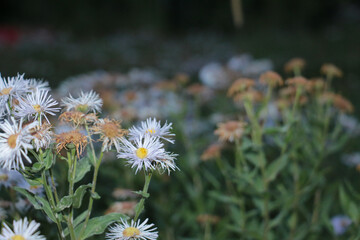 white daisies in a field